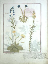 Top row: Onobrychis or Sainfoin, and Aphyllanthes. Bottom row: Linaria Lutea, and Primula Veris or Primrose, illustration from The Book of Simple Medicines by Mattheaus Platearius